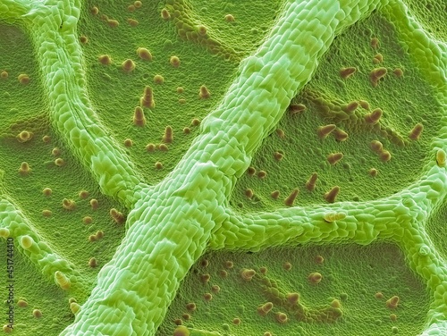 Nasturtium leaf, SEM photo