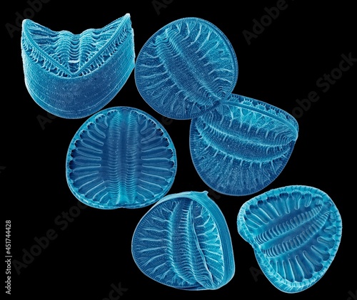 Diatoms, SEM photo