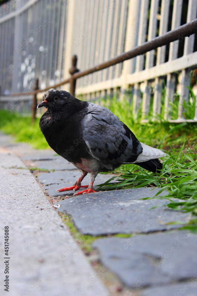 Obraz premium grey pigeon on the floor near the fence
