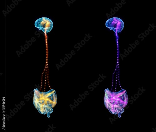 Connection between brain and stomach, illustration