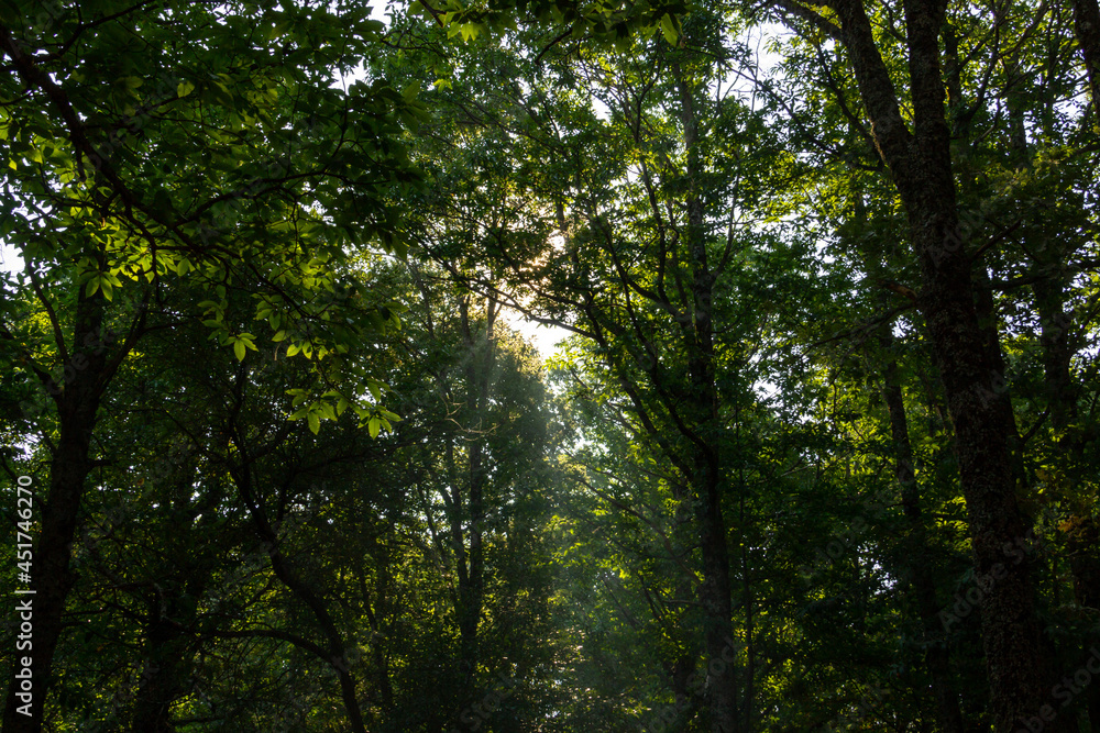 Sunlight entering through the canopy of a chestnut forest in autumn. Selective focus.