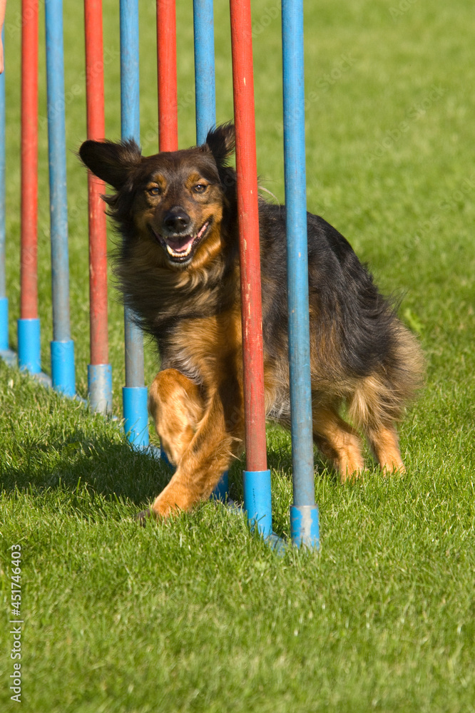 Aufmerksamer Hund beim Slalom im Agility-Parcours
Aufmerksamer Hund beim Slalom im Agility-Parcours