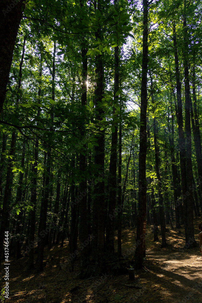 Sunlight entering through the canopy of a chestnut forest in autumn. Selective focus. Sunlight entering through the canopy of a chestnut forest in autumn. Selective focus.