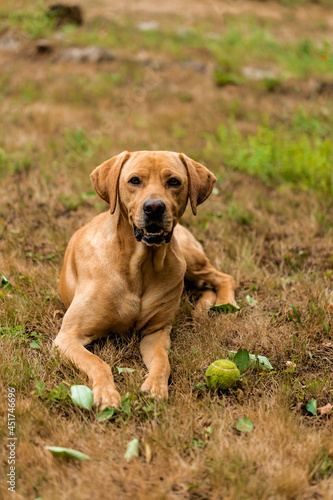 Hungarian hound pointer vizsla dog is lying in the grass with his ball.