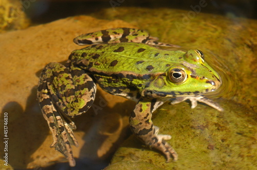 grenouille