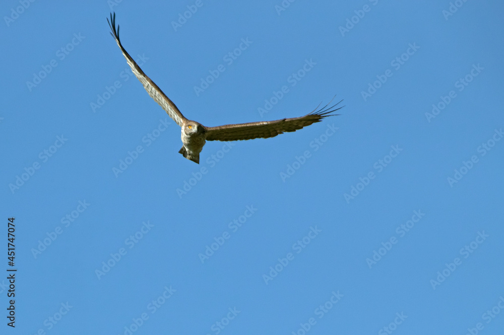 Adult male Short-toed Eagle flying in his breeding territory with the first light of day Adult male Short-toed Eagle flying in his breeding territory with the first light of day