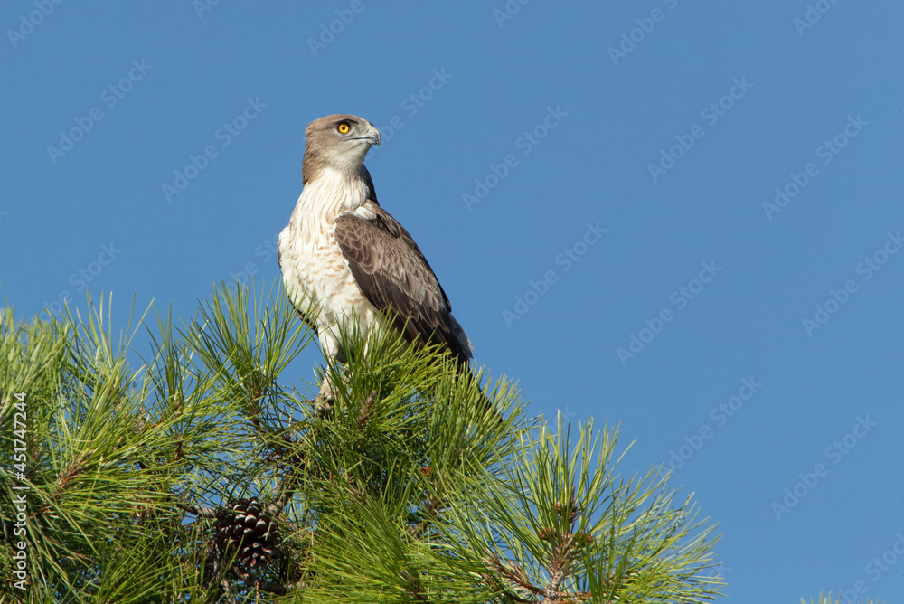 Male Short-toed Eagle on a pine tree with the first light of dawn