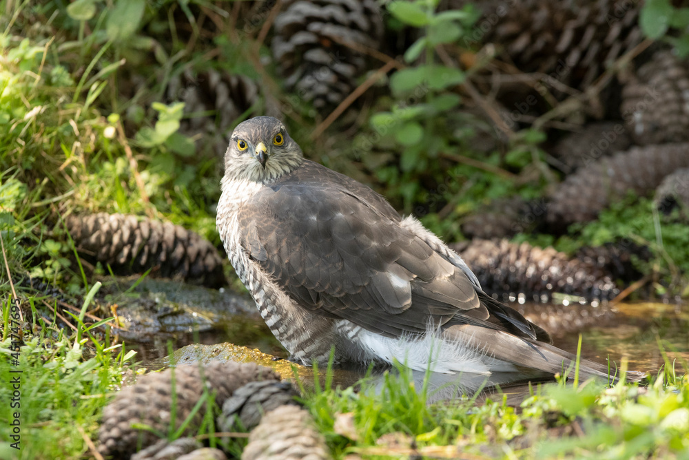 Young female Eurasian sparrow hawk at a water point in summer in a pine forest Young female Eurasian sparrow hawk at a water point in summer in a pine forest