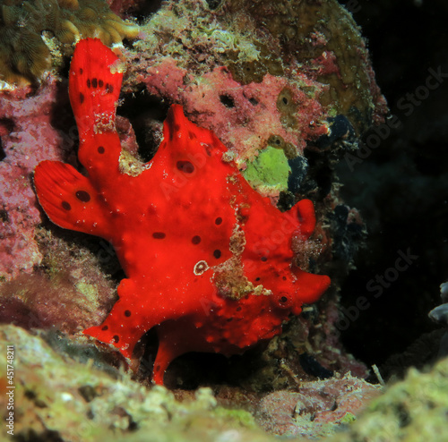 A Painted frogfish also known as Antennarius pictus Cebu Philippines
