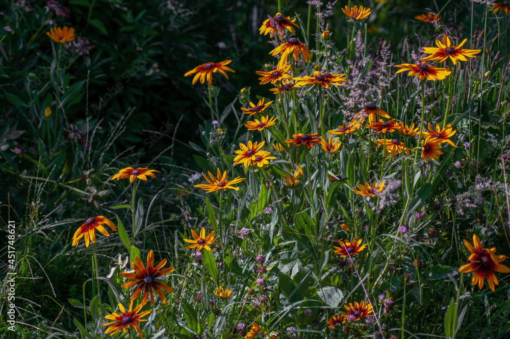 flowers in the garden flowers in the garden