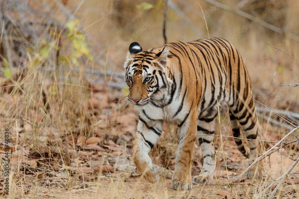 Obraz premium Tiger, Bengal Tiger (Panthera tigris Tigris), walking in Bandhavgarh National Park in India