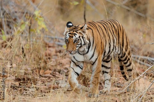 Tiger, Bengal Tiger (Panthera tigris Tigris), walking in Bandhavgarh National Park in India