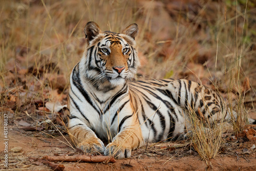 Tela Bengal Tiger (Panthera tigris tigris) resting in the long dry grass in Bandhavga