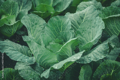 Fotografia cabbage growing in the garden