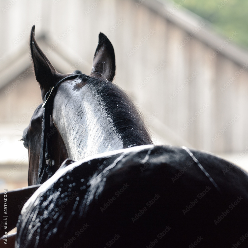 Black sport horse being washed with hose in summer in stable. Details of a horse life