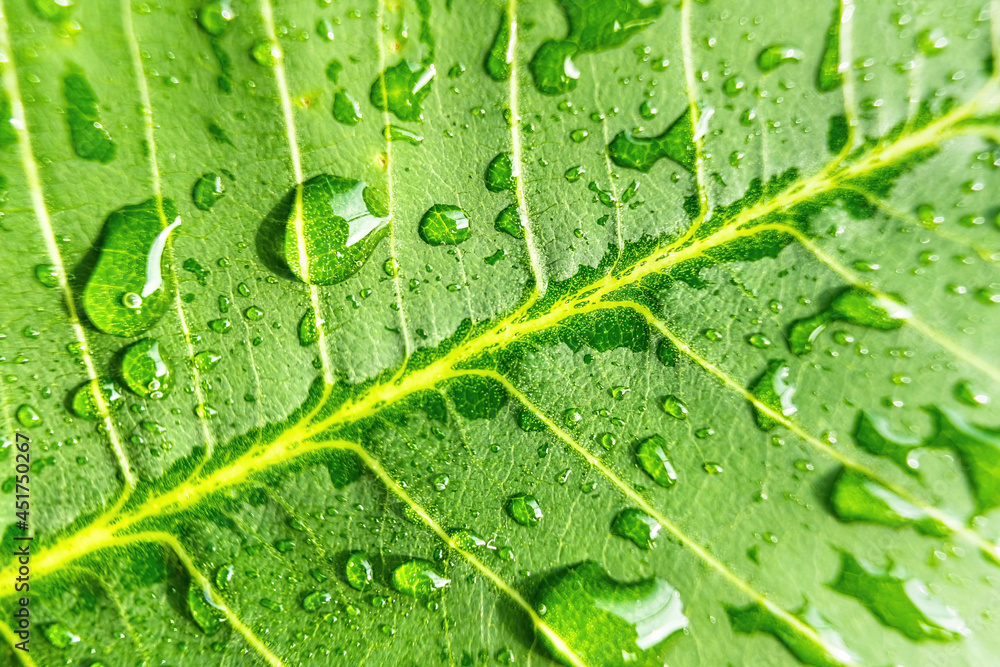 Macro closeup of Beautiful fresh green leaf with drop of water nature background. Macro closeup of Beautiful fresh green leaf with drop of water nature background.