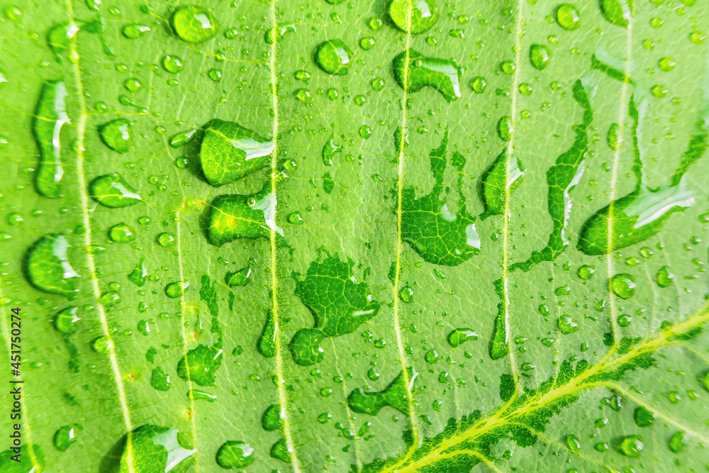 Macro closeup of Beautiful fresh green leaf with drop of water nature background. Macro closeup of Beautiful fresh green leaf with drop of water nature background.
