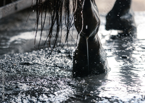 Wet leg of a sport horse during washing in stable. Details of a horse life