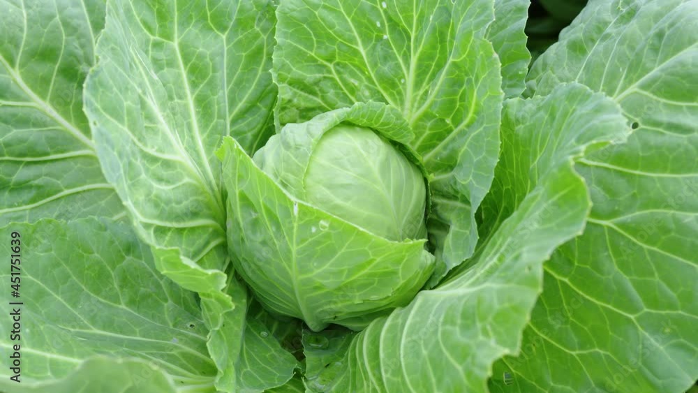 Cabbage in the garden bed. Farming, vegetarianism and healthy food concept. Dolly Shot Cabbage in the garden bed. Farming, vegetarianism and healthy food concept. Dolly Shot