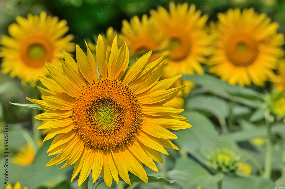 ヒマワリの花（Sunflower）