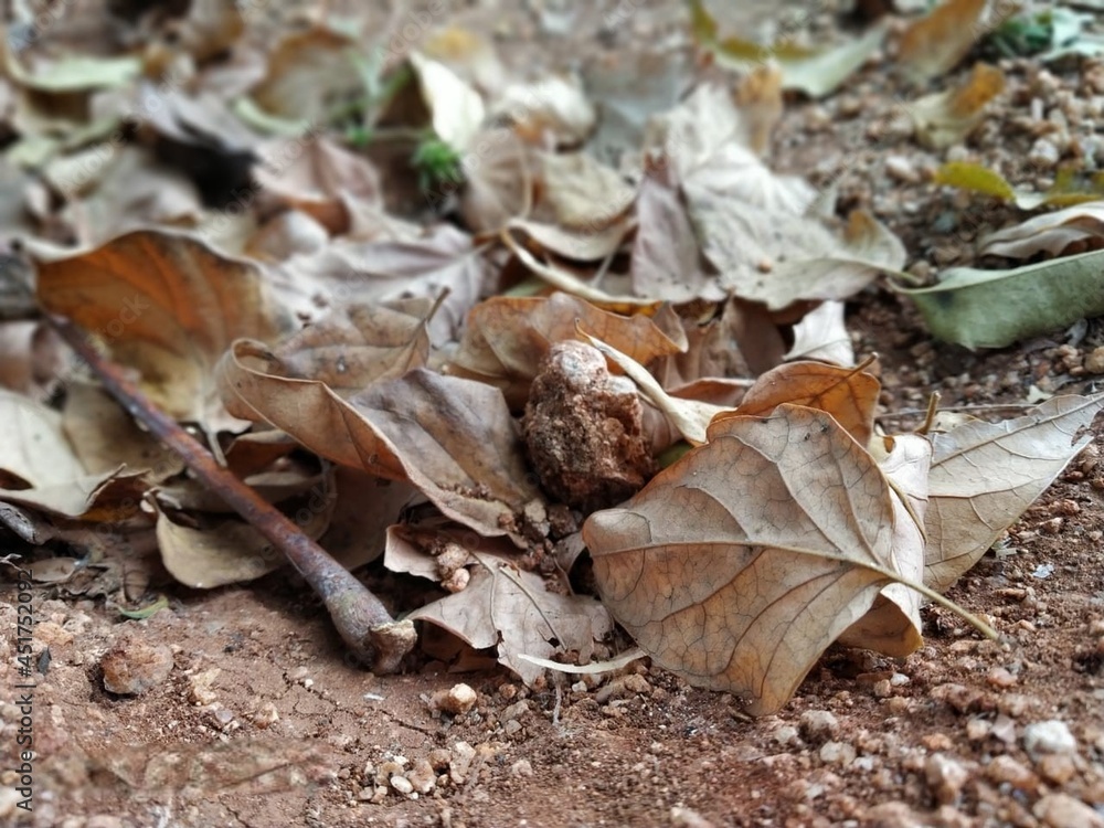 dry leaves brown soil small stones green dry leaves brown soil small stones green
