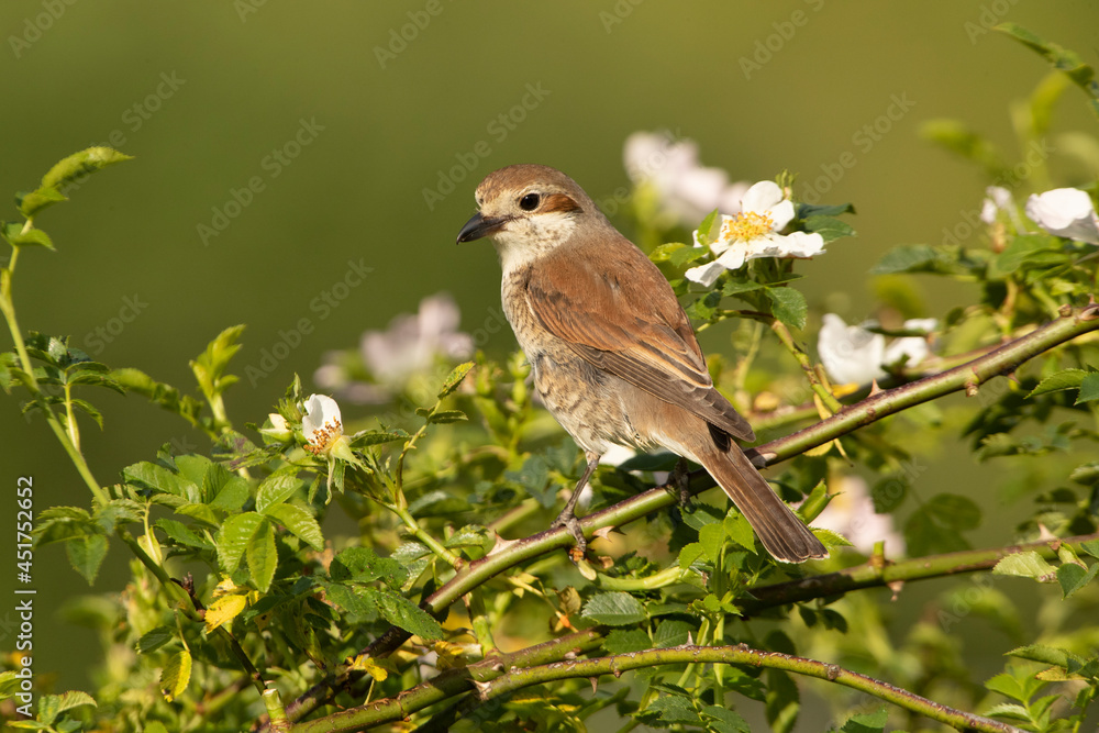 Fototapeta premium Red-backed shrike female with last daylight on her favorite perch