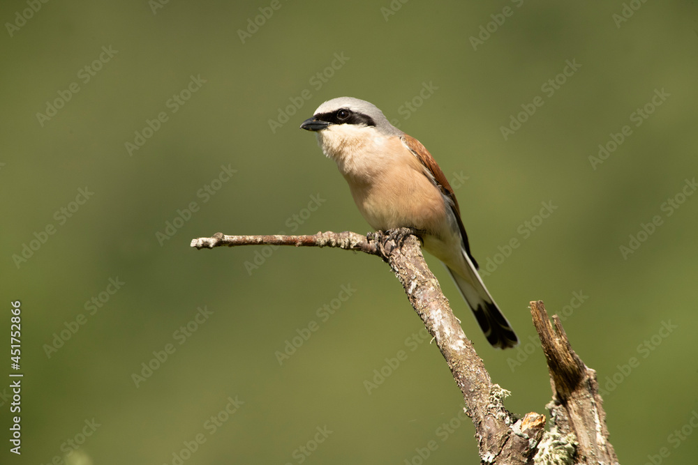 Obraz premium Red-backed shrike male with the first light of dawn in his breeding territory