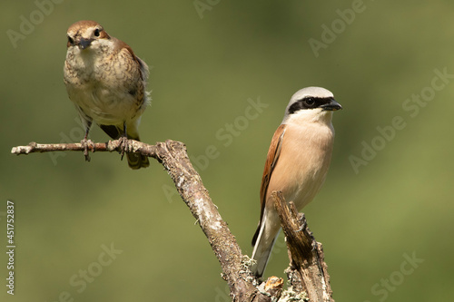 Bild auf Leinwand Male and female Red-backed shrike at their favorite watchtower within their bree