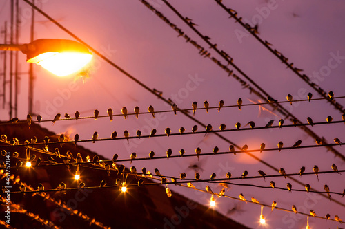 Canvas Print Bird migration in city.