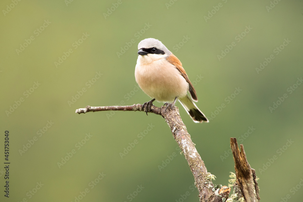 Adult male Red-backed shrike at his favorite watchtower on a rainy day