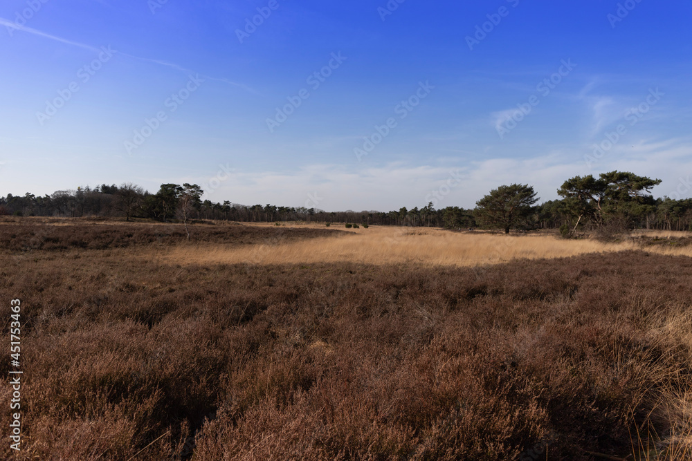 Obraz premium trees in the field