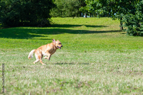 Golden retriever dog running summer day field.Labrador retriever dog outdoors in the nature on a grass meadow sunny day