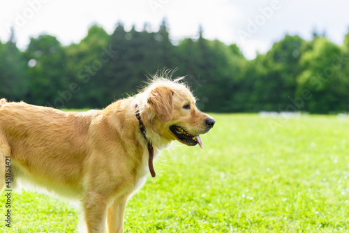 Portrait golden retriever dog on green grass on a summer day.Labrador retriever portrait on the grass. copy space.