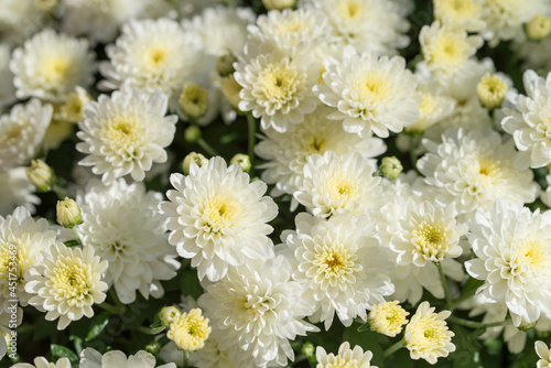 Chrysanthemum indicum