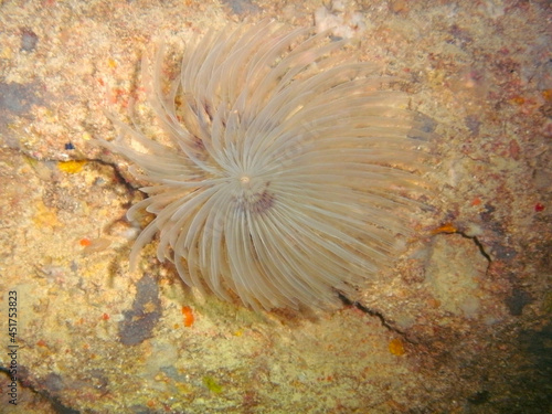 Tubeworm on a rocky wall underwater whilst scuba diving in the Mediterranean Malta and Gozo