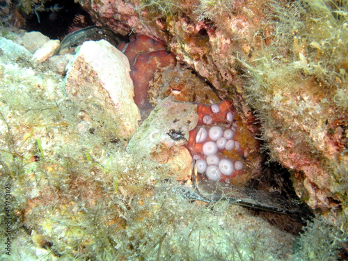 Octopus on a rocky reef  underwater whilst scuba diving in the Mediterranean Malta and Gozo