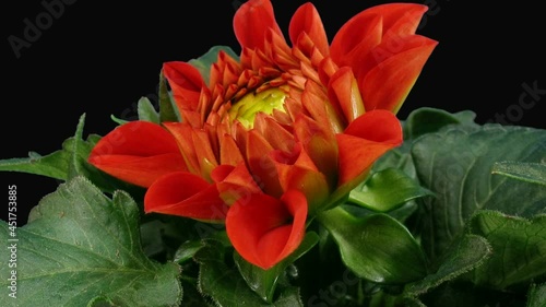 Time-lapse of opening red dahlia flower 4a4 in RGB + ALPHA matte format isolated on black background
 photo