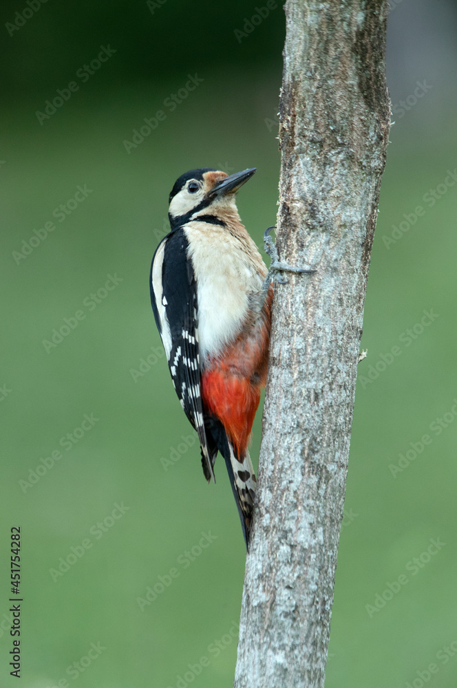 Adult female Great spotted woodpecker in the last afternoon lights of a summer day in an oak forest Adult female Great spotted woodpecker in the last afternoon lights of a summer day in an oak forest