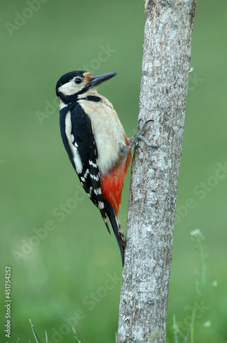 Adult female Great spotted woodpecker in the last afternoon lights of a summer day in an oak forest
