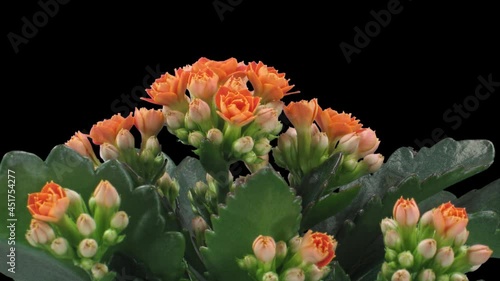 Time-lapse of opening orange kalanchoe flower 2a1 in PNG+ format with ALPHA transparency channel isolated on black background
 photo