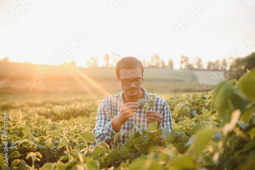 Agronomist inspecting soya bean crops growing in the farm field. Agriculture production concept. young agronomist examines soybean crop on field in summer. Farmer on soybean field