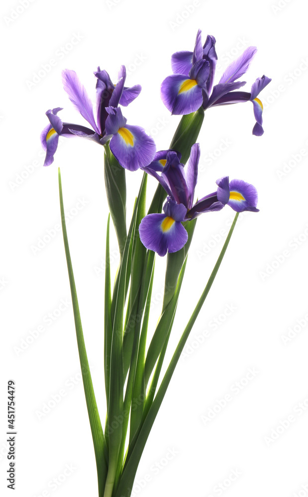 Beautiful bouquet of blooming irises on white background