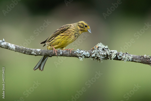 Adult female Yellowhammer with the last evening lights on her favorite perch