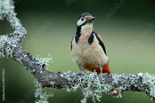 Female Great spotted woodpecker in an oak forest with the last lights of the day photo