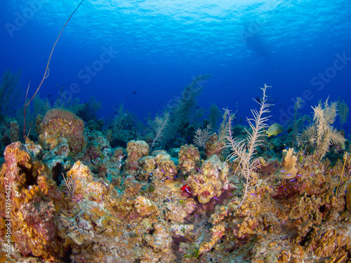 Coral reef (Grand Cayman, Cayman Islands)