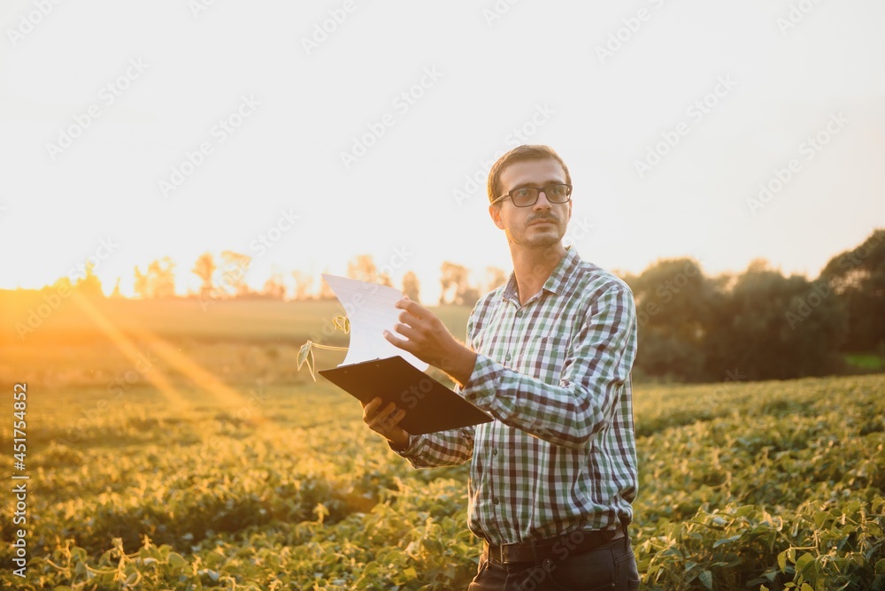 Agronomist inspecting soya bean crops growing in the farm field. Agriculture production concept. young agronomist examines soybean crop on field in summer. Farmer on soybean field Agronomist inspecting soya bean crops growing in the farm field. Agriculture production concept. young agronomist examines soybean crop on field in summer. Farmer on soybean field