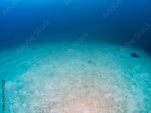 School of Brown garden eel in a sandy bottom (Grand Cayman, Cayman Islands)