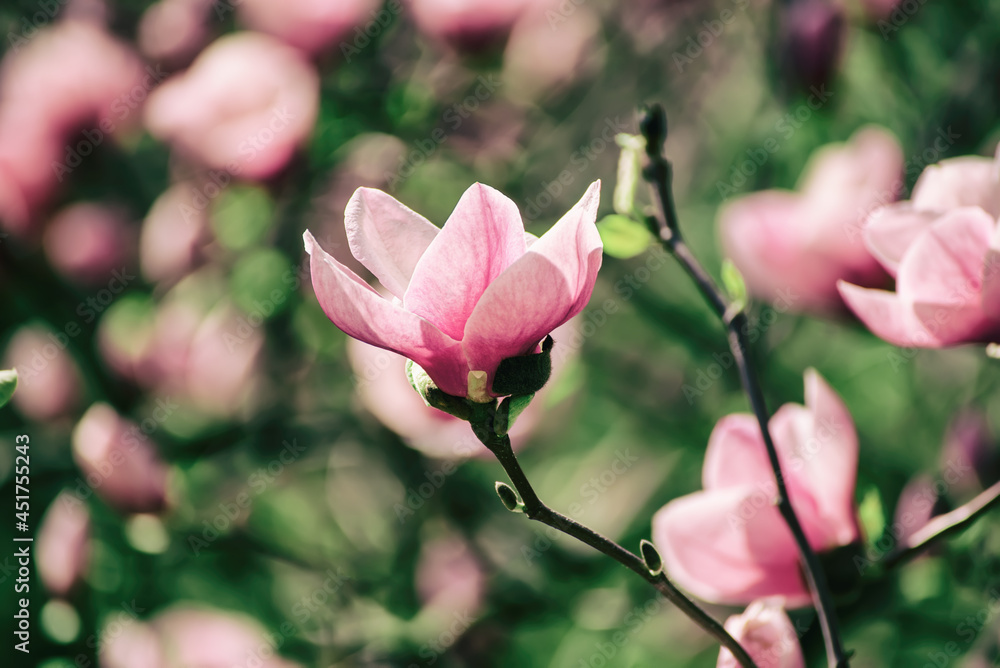 Magnolia spring flowers Magnolia spring flowers
