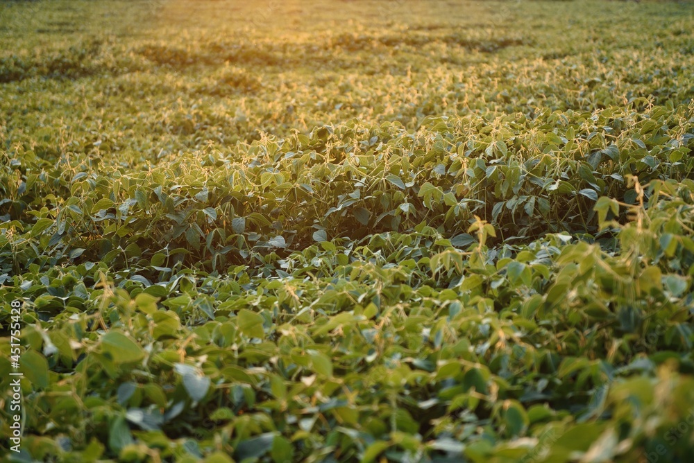 Obraz premium Soy field and soy plants in early morning light. Soy agriculture