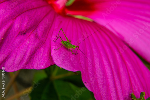 Flowers and insects